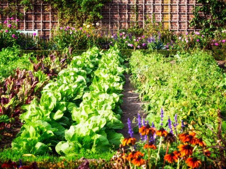 Gardening for Health: Weekend Tips for Growing Your Own Food