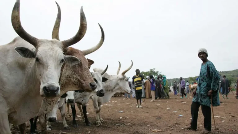 President Tinubu’s Livestock Sector Reforms: Challenges and Considerations